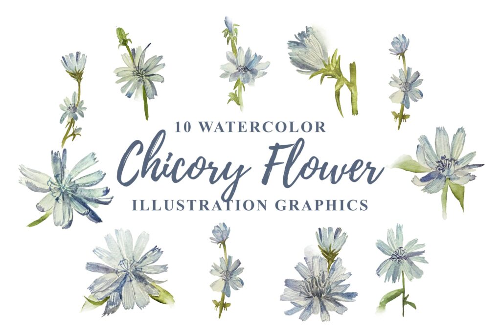 水彩菊苣花卉插画图形水彩剪纸及装饰元素10 Watercolor Chicory Flower Illustration Graphics