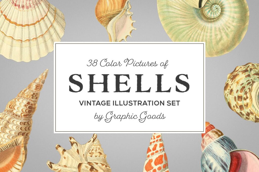 精致手绘贝壳彩色插布艺手提袋装饰图案Shells Vintage Color Illustrations