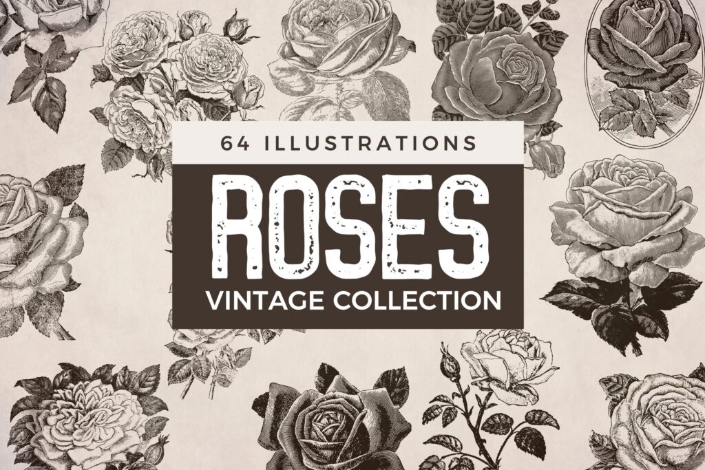 64张经典黑白玫瑰插图装饰图案花纹Vintage Roses Illustration Collection