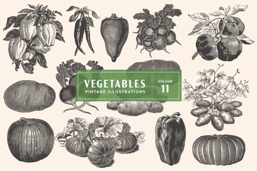 14个古董雕刻风格的各种蔬菜插图有机蔬菜装饰图案花纹Vintage Vegetable Illustrations Vol 11