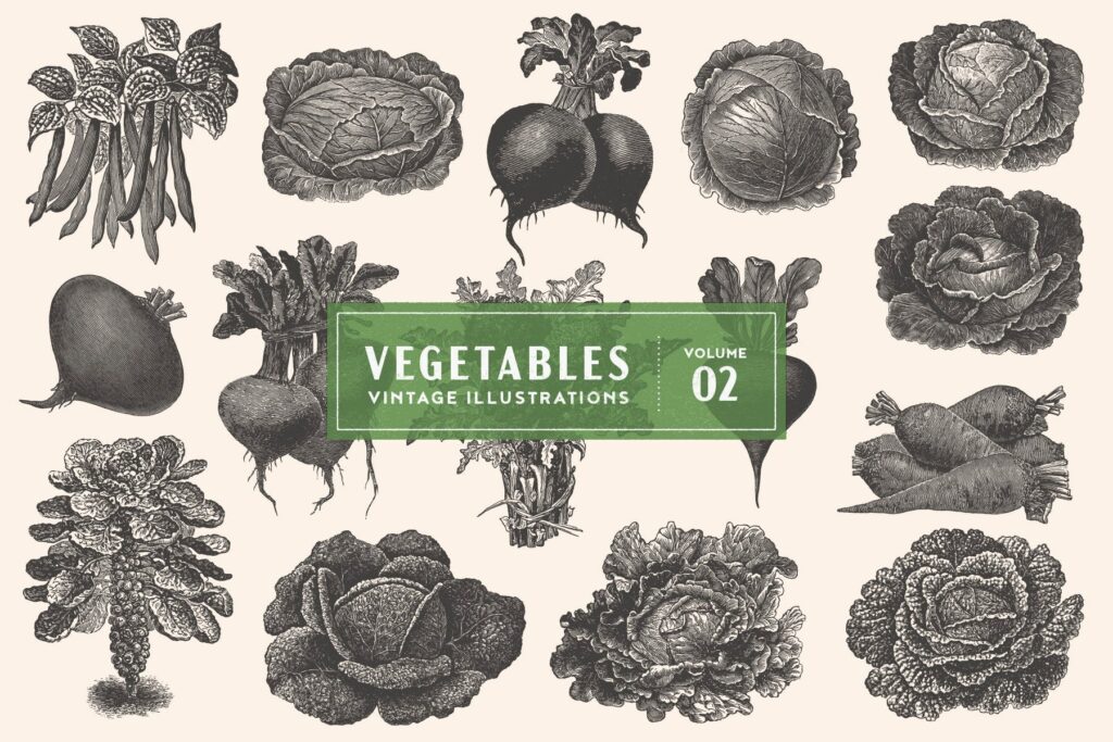 15个古董雕刻风格各种蔬菜插图品牌装饰图案Vintage Vegetable Illustrations Vol2