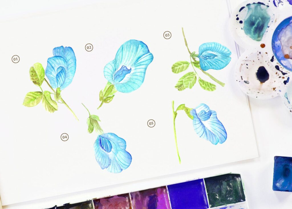 15个蓝色水彩蝴蝶豌豆花插图装饰图案15 Watercolor Butterfly Pea Flower Illustration插图1