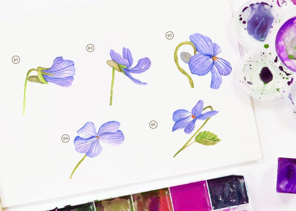 15个紫罗兰花水彩画插图装饰图案15 Watercolor Dog Violet Flower Illustration插图1