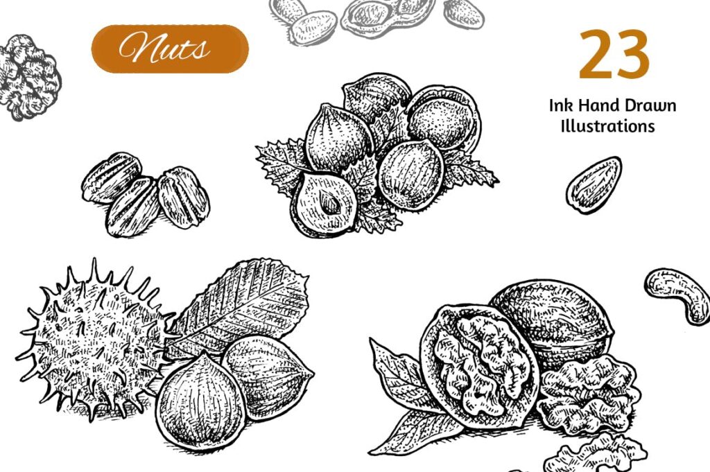 精致手绘坚果类装饰图案Nuts Set插图1