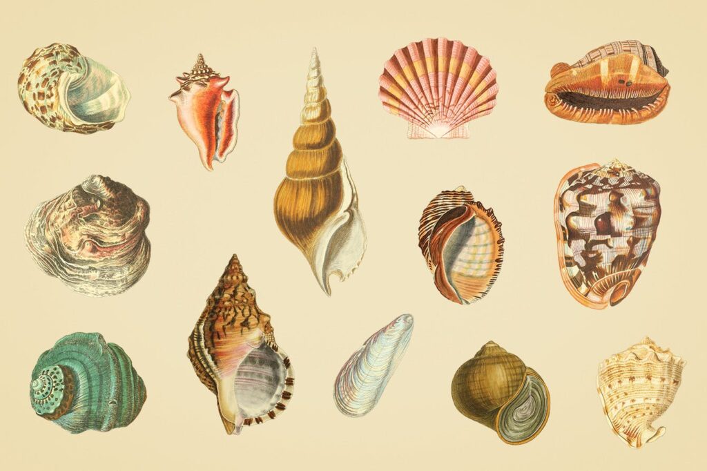 精致手绘贝壳彩色插布艺手提袋装饰图案Shells Vintage Color Illustrations插图1