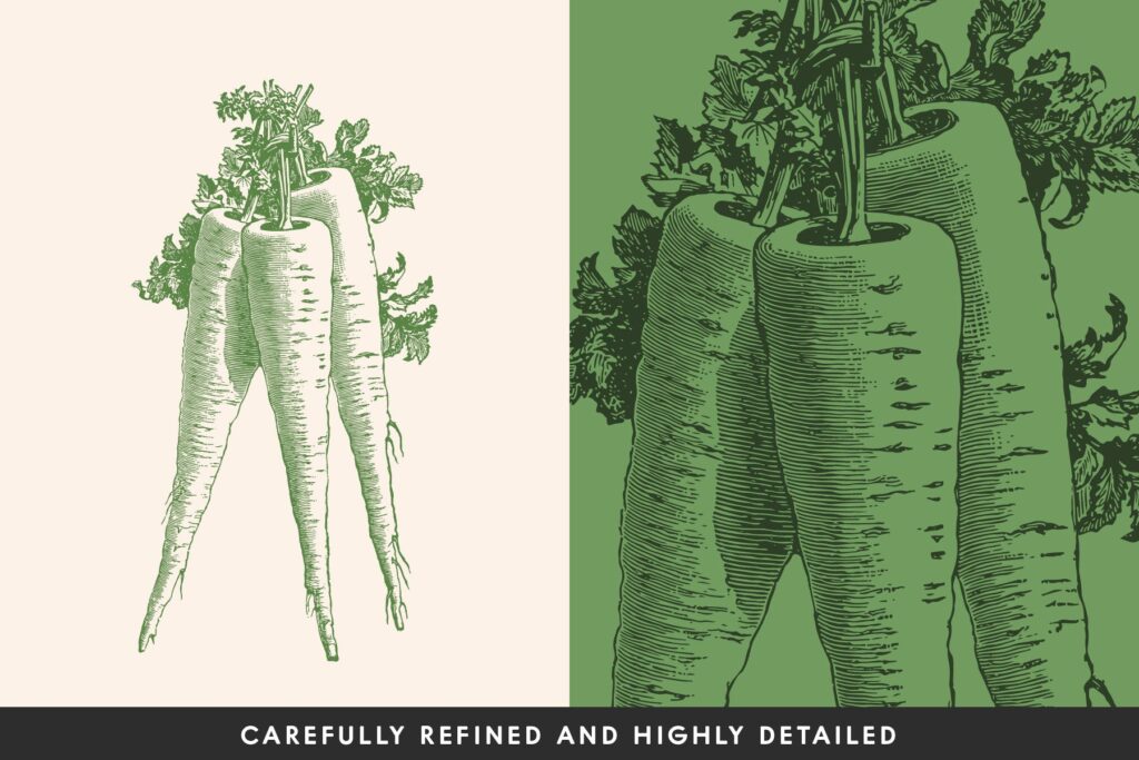 15个古董雕刻风格的各种蔬菜插图有机蔬菜装饰图案花纹Vintage Vegetable Illustrations Vol 10插图1