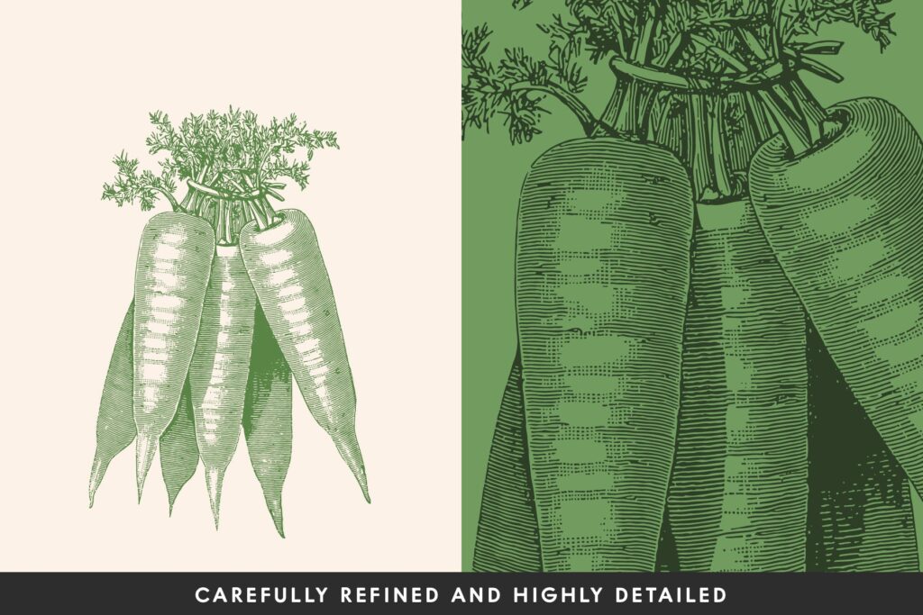 14个古董雕刻风格各种蔬菜餐饮品牌装饰图案Vintage Vegetable Illustrations Vol. 3插图1