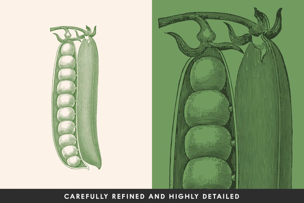 14个古董雕刻风格的各种蔬菜插图Vintage Vegetable Illustrations Vo l9插图1