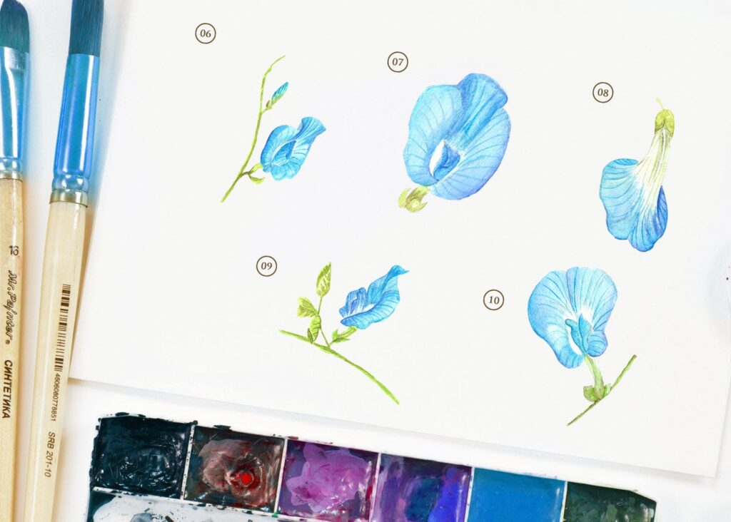 15个蓝色水彩蝴蝶豌豆花插图装饰图案15 Watercolor Butterfly Pea Flower Illustration插图2