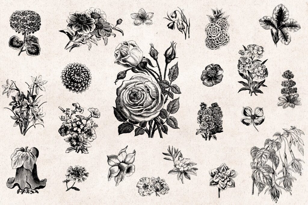 66个矢量花卉品种的古典风格版画Flowers Vintage Engraving Illustrations插图1