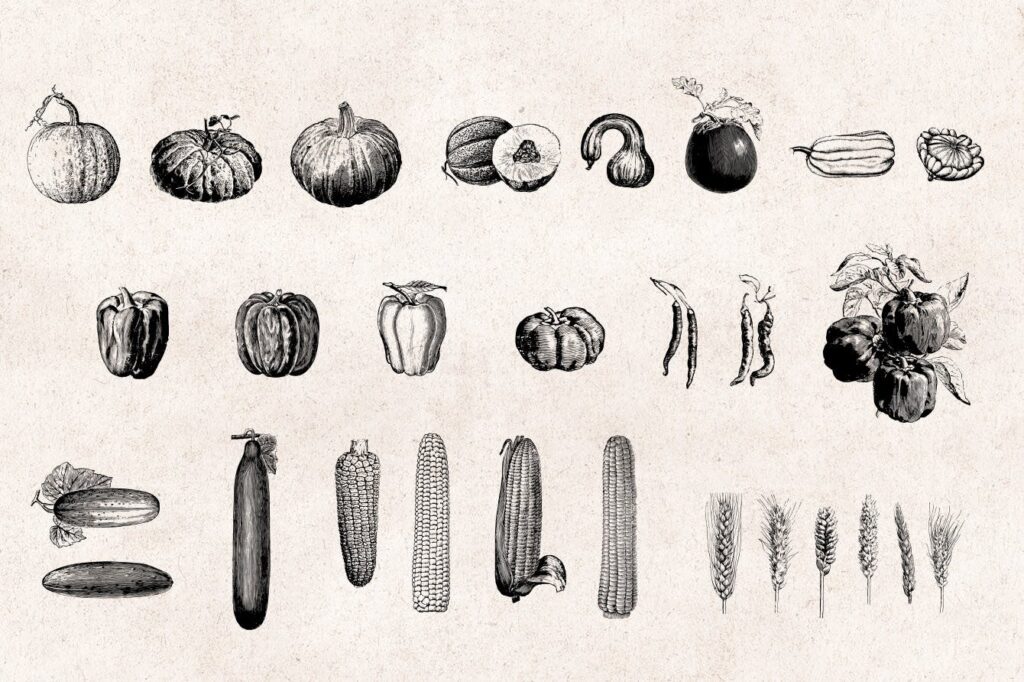 75个矢量化的复古雕刻蔬菜手绘餐饮品牌装饰图案Vegetables Vintage Illustration Set插图2