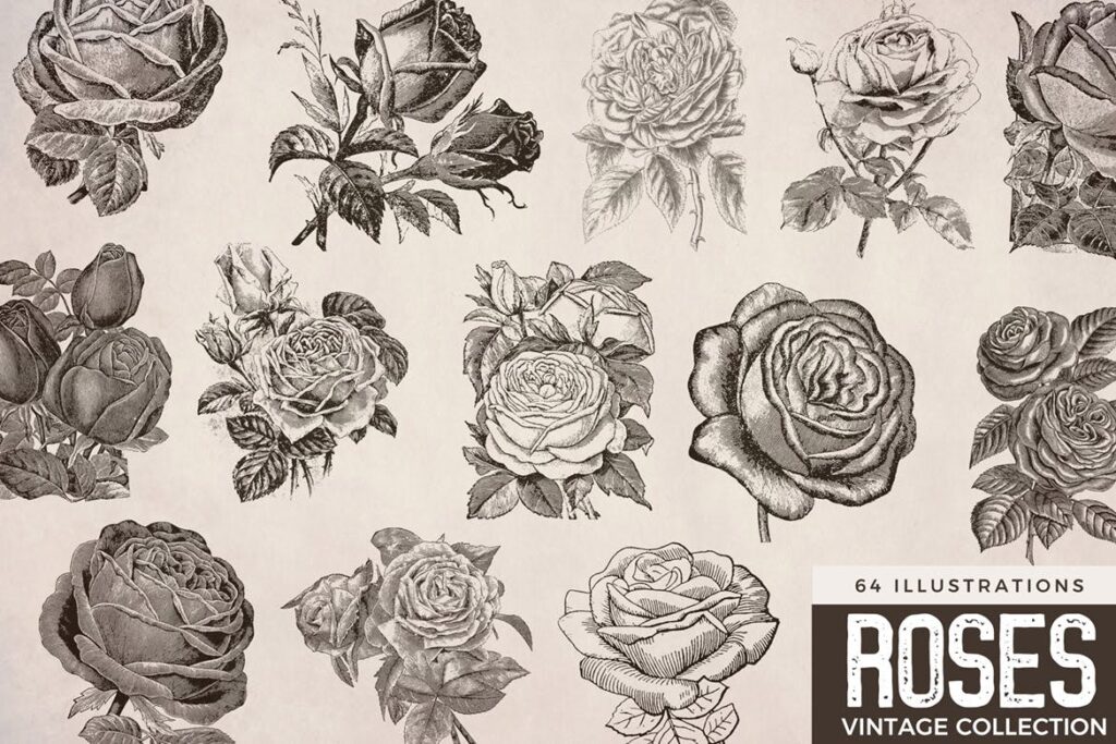 64张经典黑白玫瑰插图装饰图案花纹Vintage Roses Illustration Collection插图2