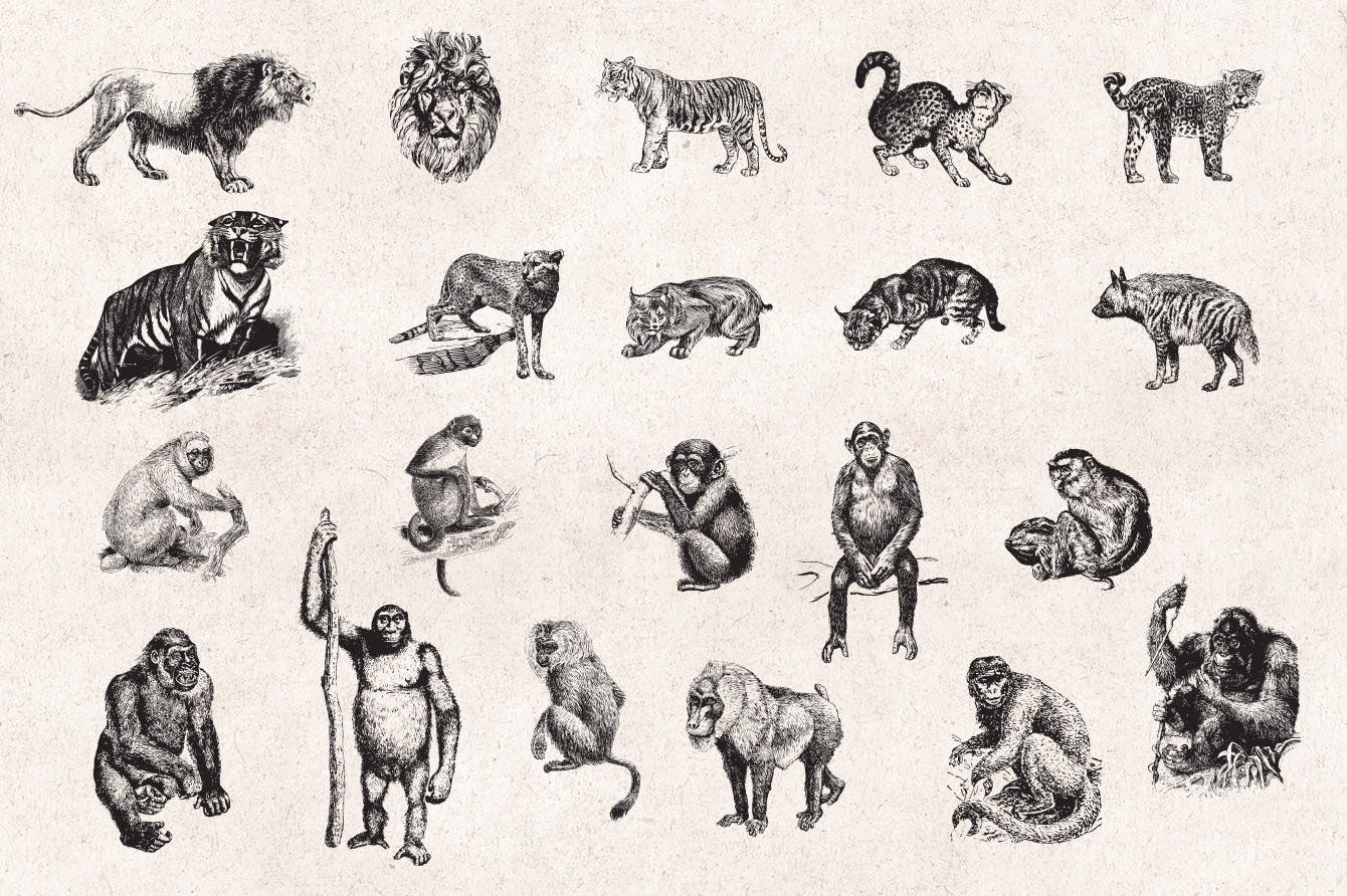 127个矢量化的各种野生动物矢量手绘风格相框装饰元素Wild Animals Engraving Illustration Set插图2