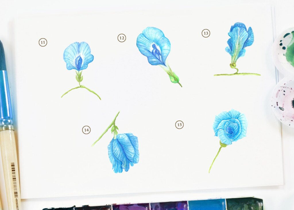 15个蓝色水彩蝴蝶豌豆花插图装饰图案15 Watercolor Butterfly Pea Flower Illustration插图3