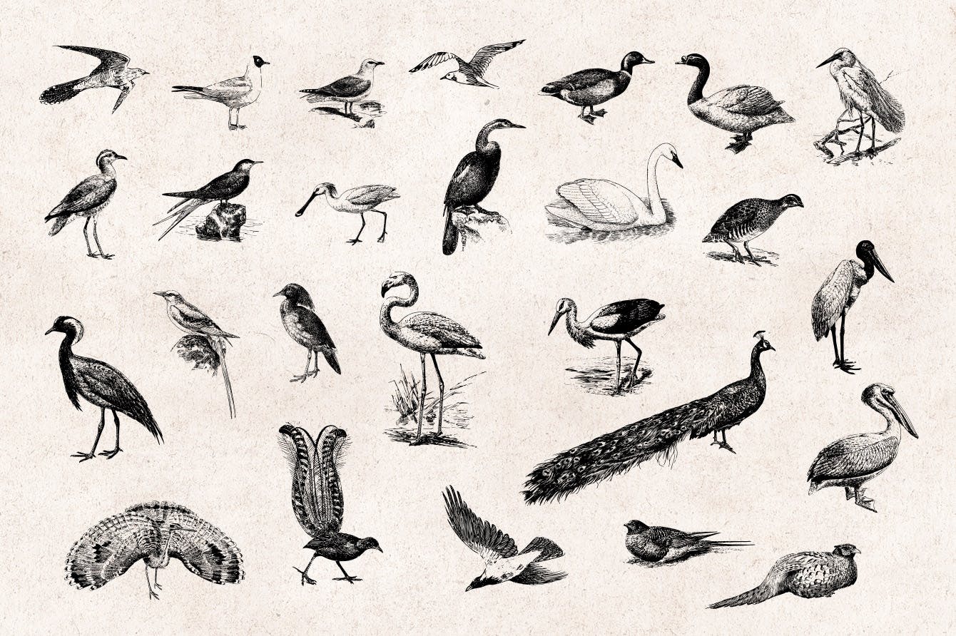 97个精致复古矢量雕刻鸟类手绘风Birds Vintage Engraving Illustration Set插图3