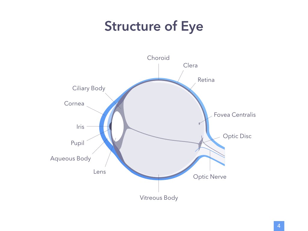 眼睛健康演讲活动PPT幻灯片模板Eye Health Keynote Template插图3