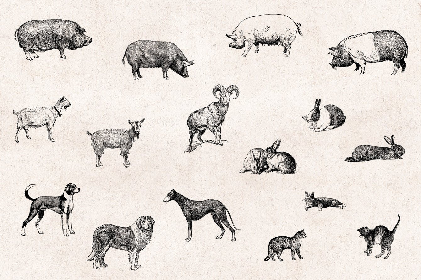 46个矢量化手绘风各种农场动物装饰图案元素下载Farm Animals Engraving Illustrations插图2