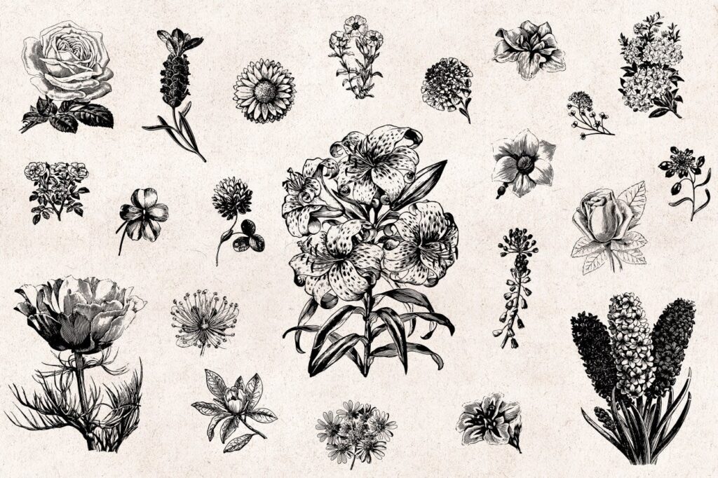 66个矢量花卉品种的古典风格版画flowers Vintage Engraving Illustrations 设计口袋