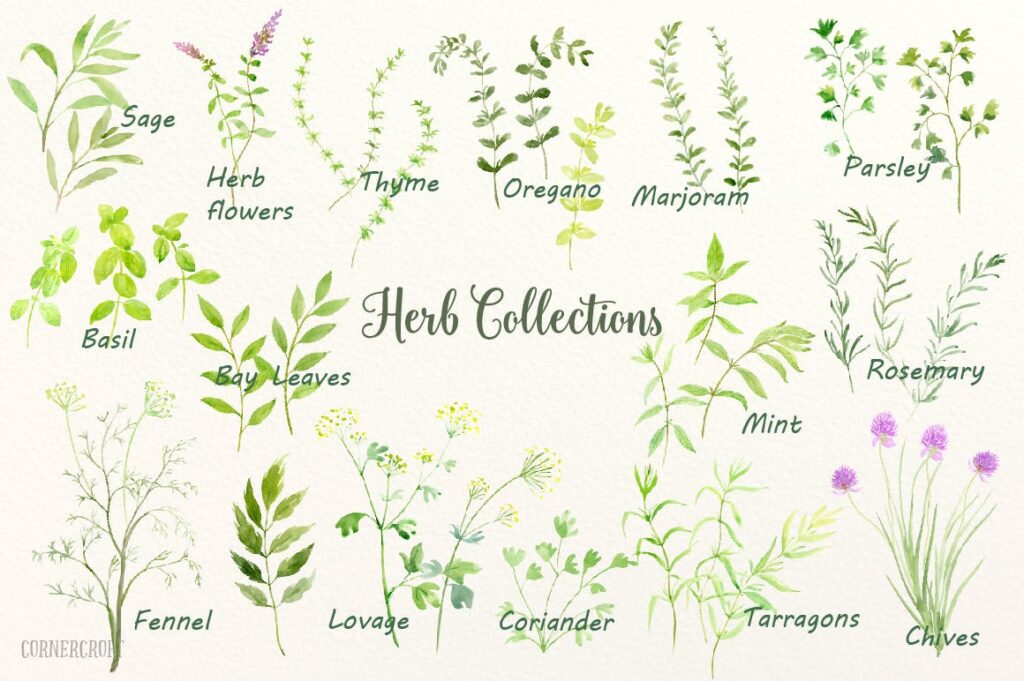 水彩草药大合集手绘水彩装饰元素下载Watercolor Herb Collection插图3