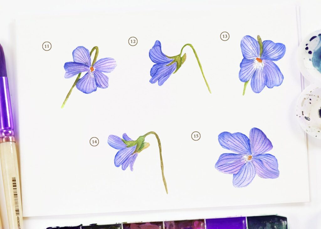 15个紫罗兰花水彩画插图装饰图案15 Watercolor Dog Violet Flower Illustration插图4