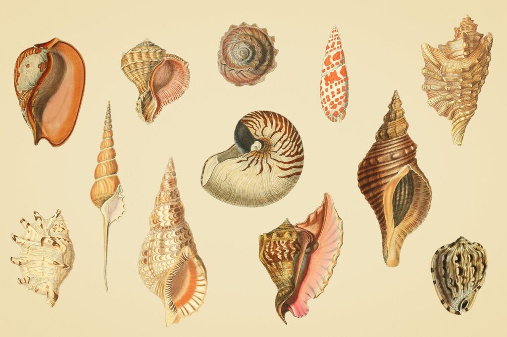 精致手绘贝壳彩色插布艺手提袋装饰图案Shells Vintage Color Illustrations插图4
