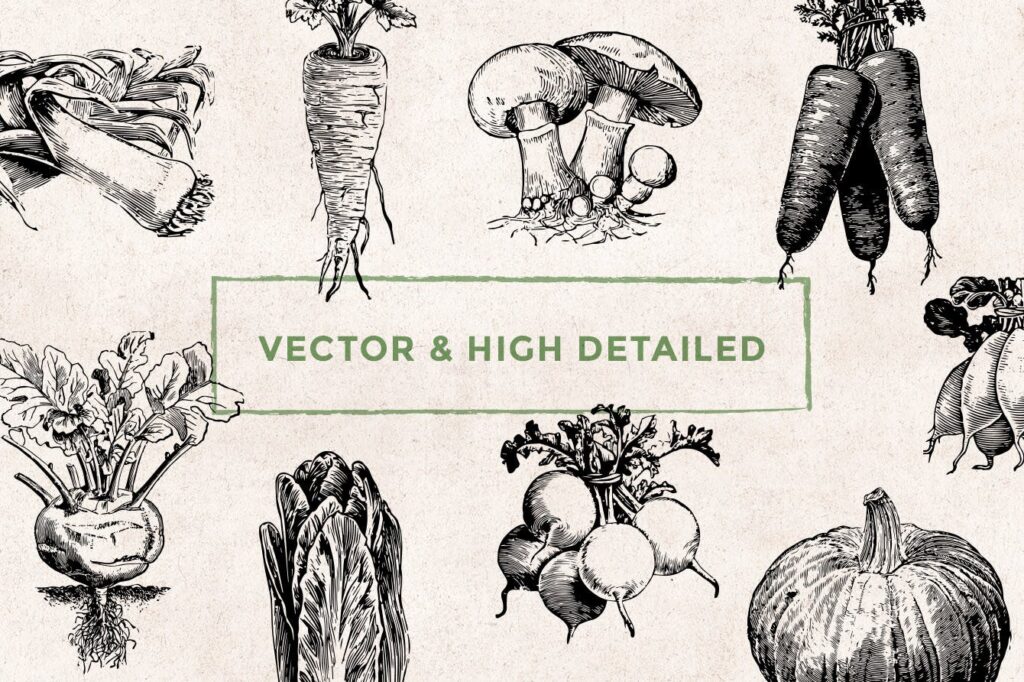 75个矢量化的复古雕刻蔬菜手绘餐饮品牌装饰图案Vegetables Vintage Illustration Set插图4
