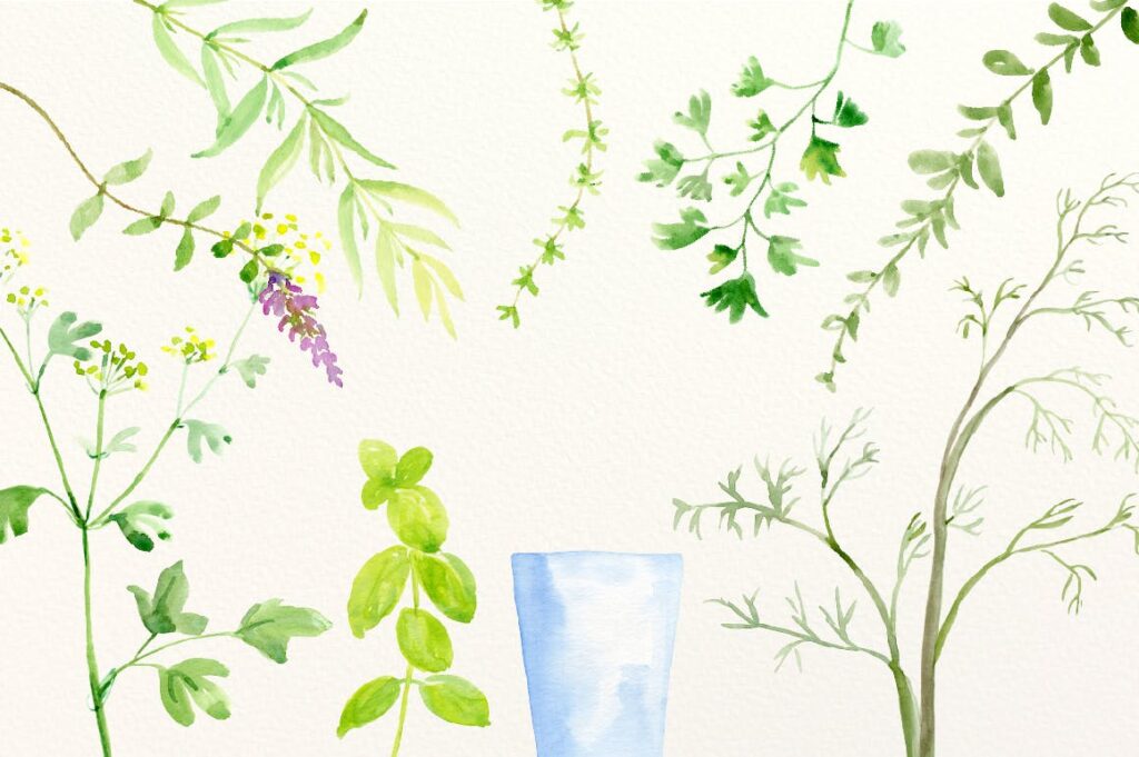 水彩草药大合集手绘水彩装饰元素下载Watercolor Herb Collection插图4