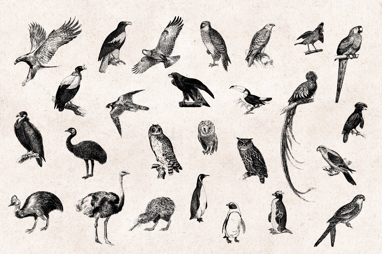 97个精致复古矢量雕刻鸟类手绘风Birds Vintage Engraving Illustration Set插图5