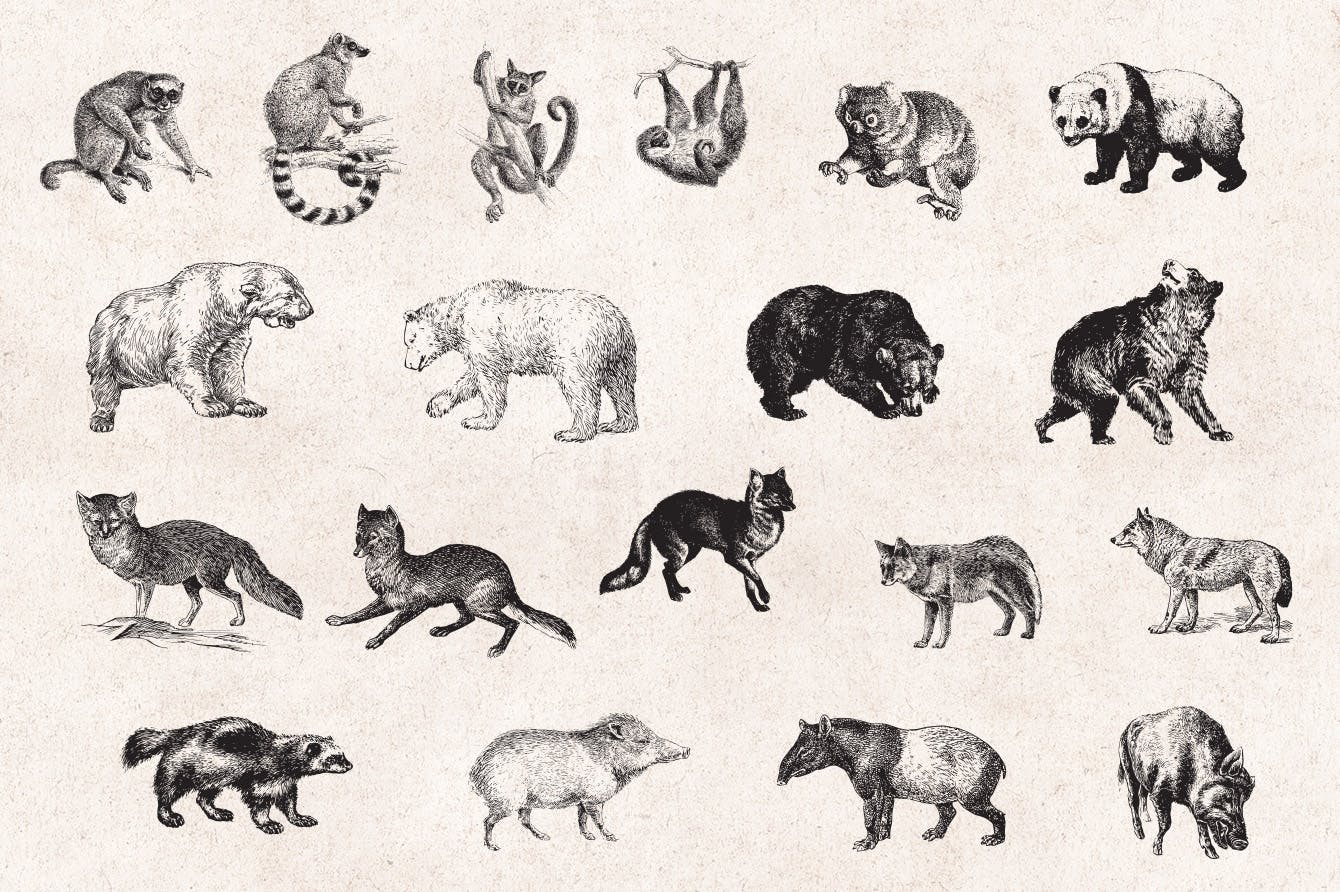127个矢量化的各种野生动物矢量手绘风格相框装饰元素Wild Animals Engraving Illustration Set插图5