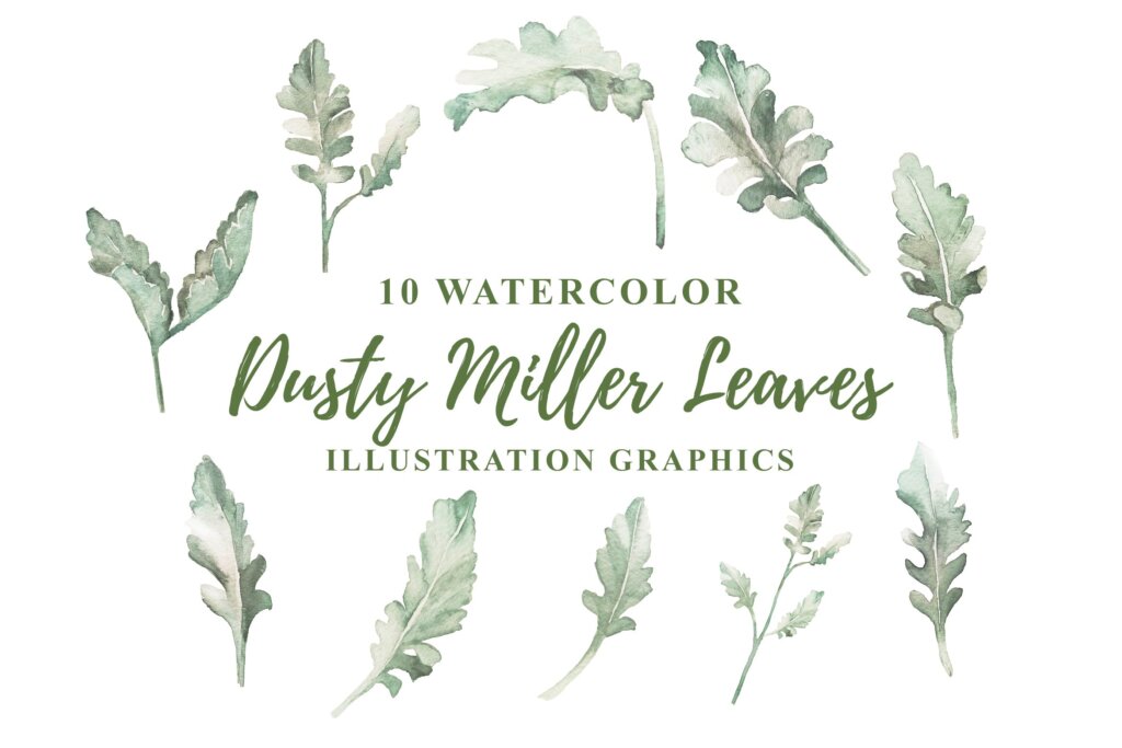 精致绿植水彩装饰元素素材模版下载10 Watercolor Dusty Miller Leaves Illustration