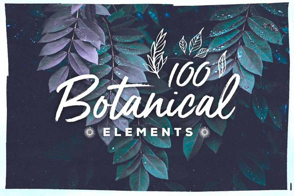 100个手绘植物元素设计包图案纹理素材100 Handsketched Botanical Elements