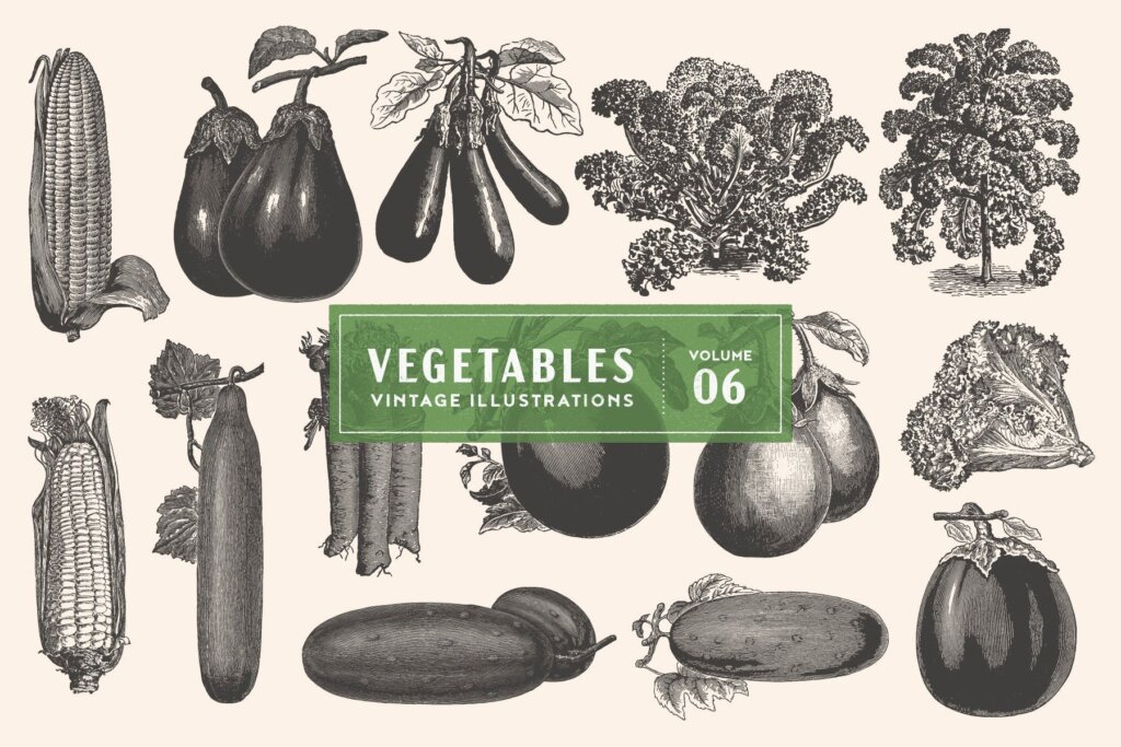 复古风手绘蔬菜图案纹理素材模板下载Vintage Vegetable Illustrations Vol 6