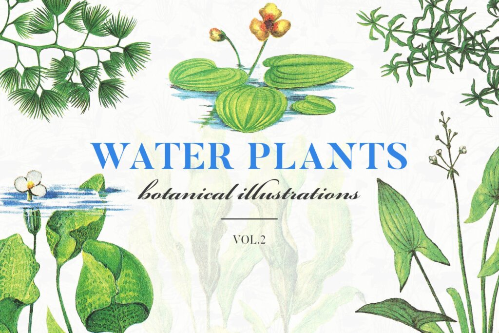 25个水草装饰图案花纹素材模版下载Water Plants Vol.2