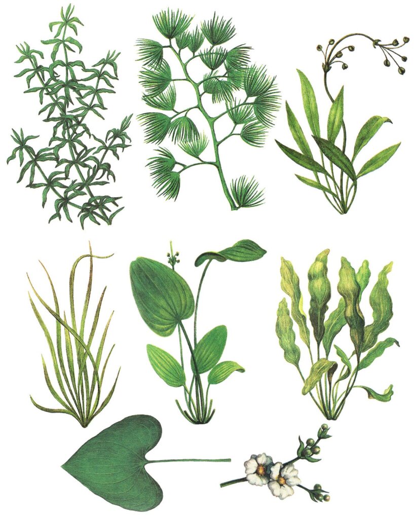 25个水草装饰图案花纹素材模版下载Water Plants Vol.2插图1
