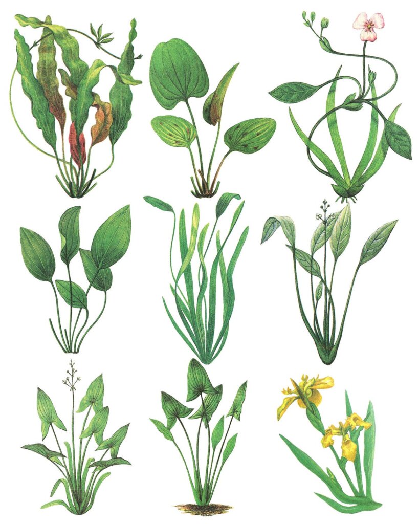 25个水草装饰图案花纹素材模版下载Water Plants Vol.2插图2