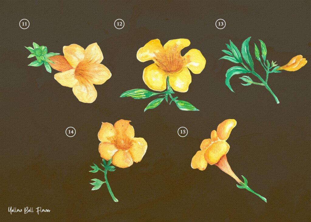 15个装饰图案花纹背景图案素材模版下载15 Watercolor Yellow bell Flower Illustration插图3