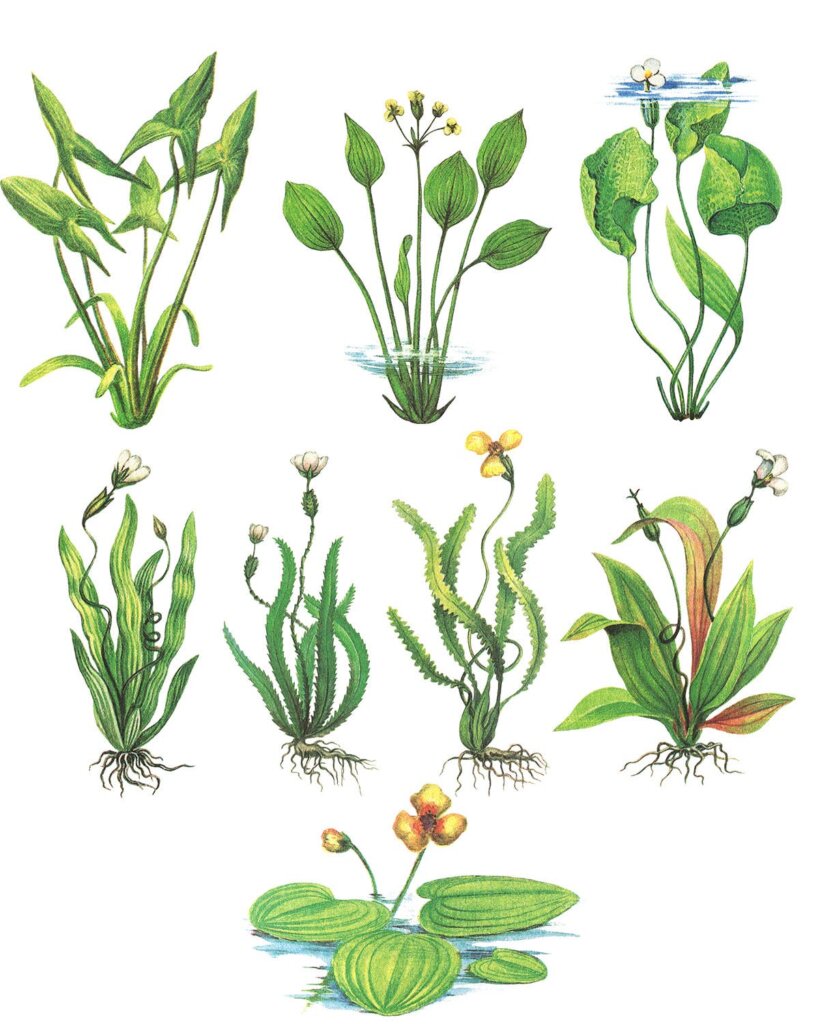 25个水草装饰图案花纹素材模版下载Water Plants Vol.2插图4