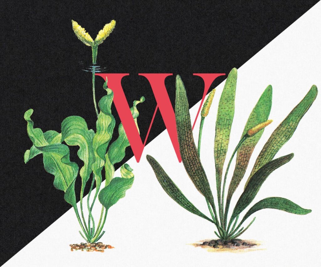 25个水草装饰图案花纹素材模版下载Water Plants Vol.2插图5